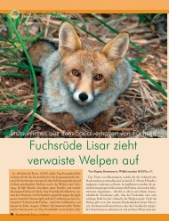 Fuchsrüde Lisar zieht verwaiste Welpen auf - Magazin Freiheit für ...