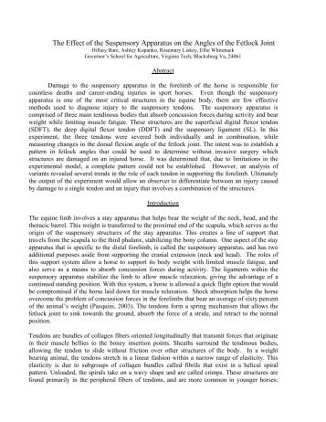 The Effect of the Suspensory Apparatus on the Angles of the Fetlock ...