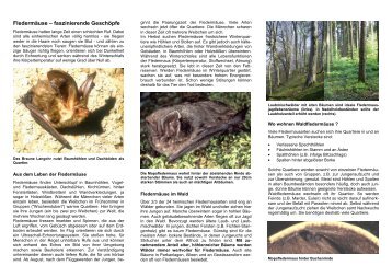 Fledermausschutz im Wald - Fledermaus-Bayern