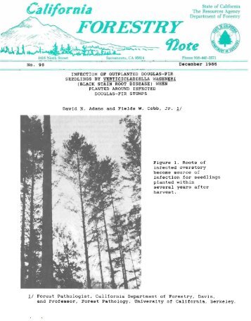 black stain root disease - Demostration State Forests