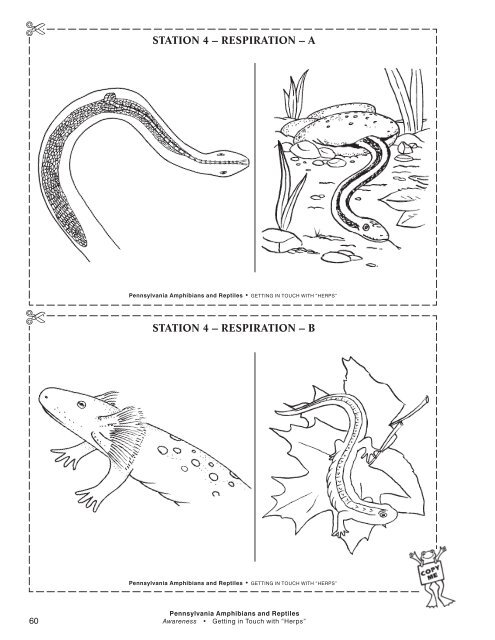 Pennsylvania Amphibian And Reptiles : A Curriculum Guide Sampler