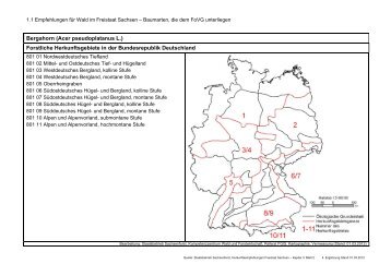 Bergahorn (Acer pseudoplatanus L.) - Wald, Forstwirtschaft, Jagd ...