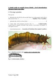 A simple guide to cranefly larvae (family - level ... - FreshwaterLife