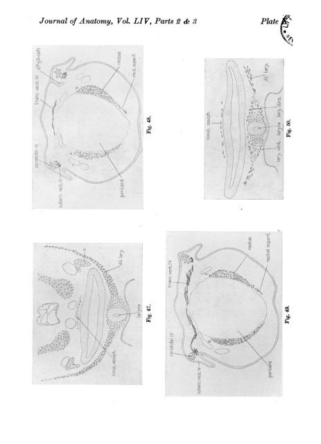 on the development of the hypobranchial and laryngeal muscles in ...