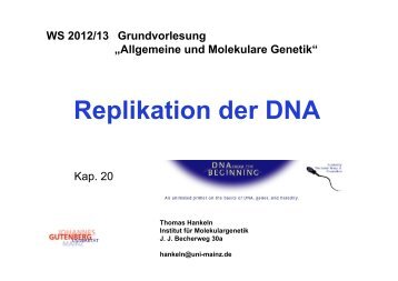 Replikation der DNA - Institut für Molekulargenetik