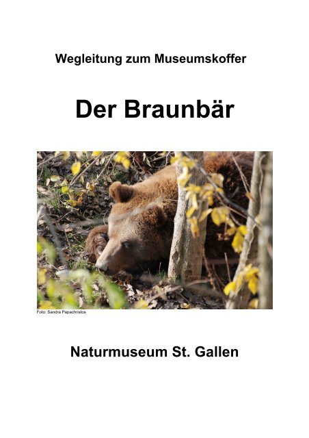Der Braunbär - Naturmuseum St.Gallen