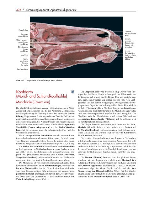 Kopfdarm (Mund- und Schlundkopfhöhle) - Schattauer