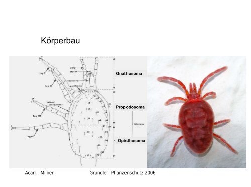 Acari - Milben