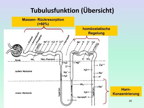 Nierenfunktion