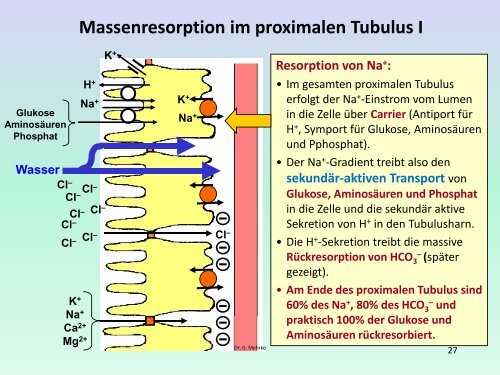 Nierenfunktion