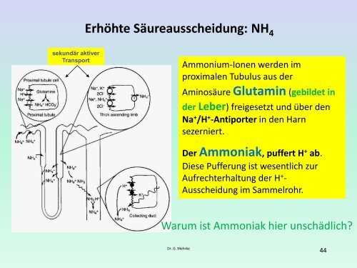 Nierenfunktion