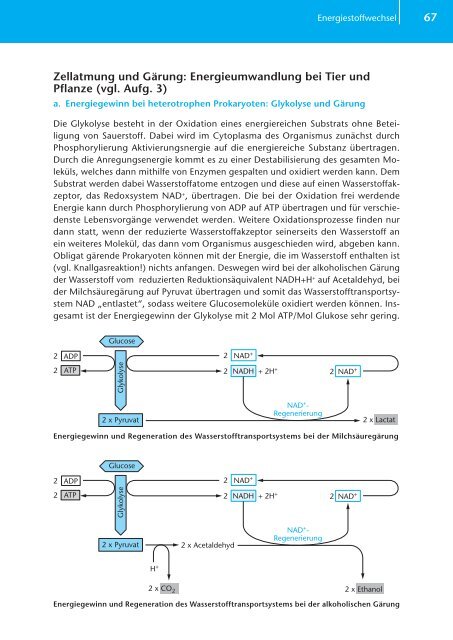 Zellatmung und Gärung: Energieumwandlung bei Tier und Pflanze ...