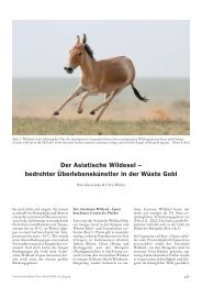 Der Asiatische Wildesel - International Takhi Group