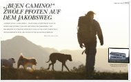 „¡buen camino!“ zwölf pfoten auf dem jakobsweg - philip-alsen.de