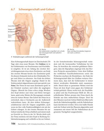 6.7 Schwangerschaft und Geburt