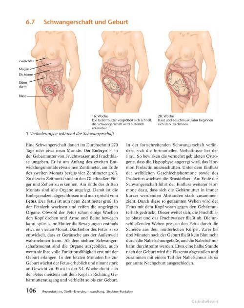 6 7 Schwangerschaft Und Geburt