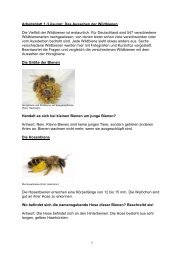 1 Arbeitsblatt 1 (Lösung): Das Aussehen der Wildbienen ... - HOBOS