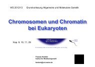 Chromatin - Institut für Molekulargenetik