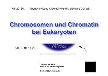 Chromatin - Institut für Molekulargenetik