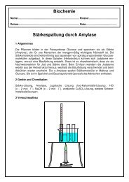 Stärkespaltung Amylase - Adam Vollmer