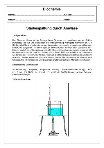 Stärkespaltung Amylase - Adam Vollmer