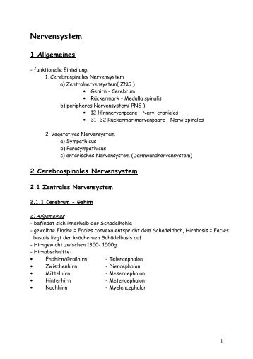 N-S_Nervensystem