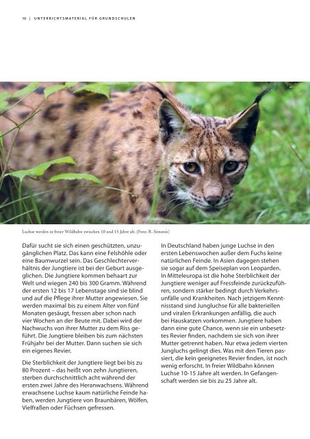 Der Luchs - zurück in unseren Wäldern - Dem Luchs auf der Spur in ...