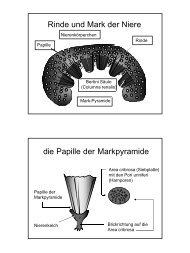 Nierev5 [schreibgeschützt]