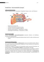 Sonderform - Neuromuskuläre Synapse - MedStud.at