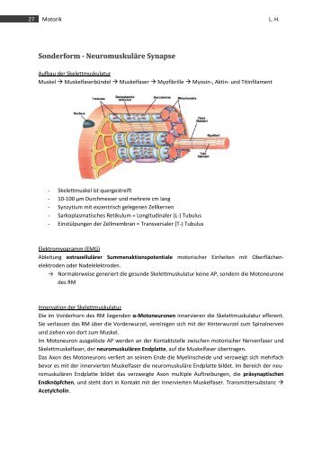 Sonderform - Neuromuskuläre Synapse - MedStud.at