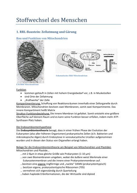 Biologie-1-Stoffwechsel des Menschen.pdf - Kaaas54.kilu.de