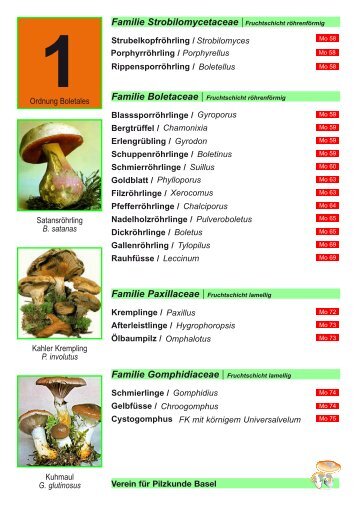 Familie Gomphidiaceae | Fruchtschicht lamellig - pilze-basel