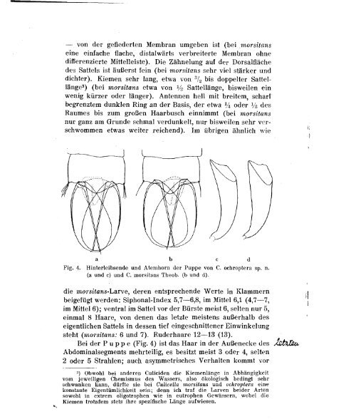 Theobaldia (Subg. Culicella) ochroptera sp. n., eine bisher ...