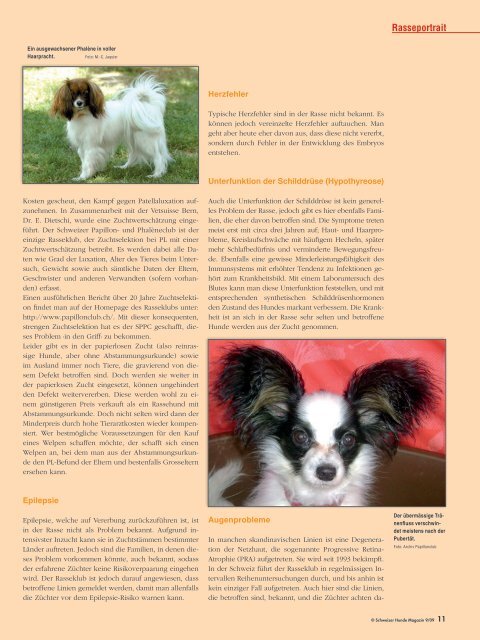 Papillon und Phalène - Schweizer Hunde Magazin