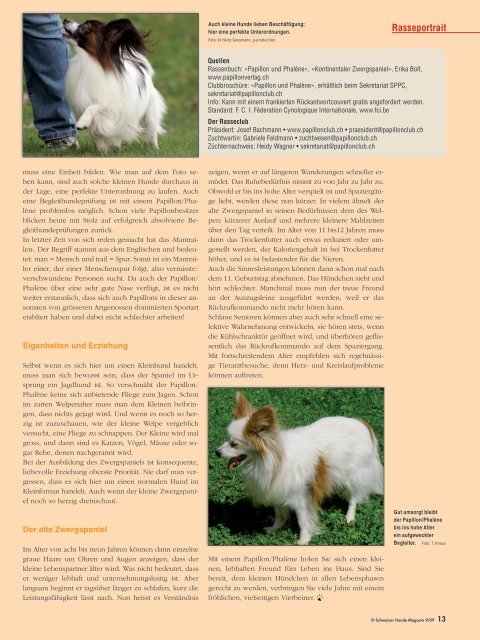 Papillon und Phalène - Schweizer Hunde Magazin