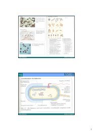 Mikrobiolobie - Bakteriologie I - PharmXplorer