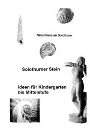 Heft Solothurner Stein herunterladen - Naturmuseum Solothurn