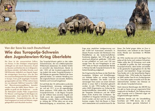 Wie das Turopolje-Schwein den Jugoslawien ... - Silberdistel Kost