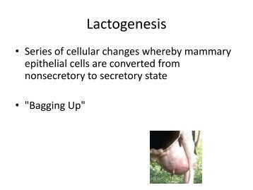 Lactogenesis