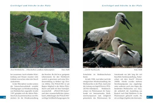 Könige der Lüfte kehren zurück - Naturschätze aus der Pfalz