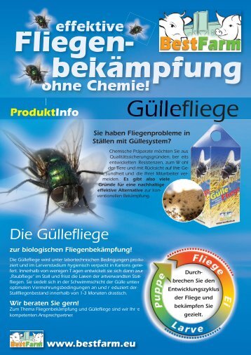 Güllefliege