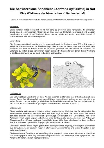 Die Schwarzblaue Sandbiene (Andrena agilissima) in ... - WildBee.ch