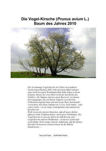 Baum des Jahres 2010 - wolfslight.de