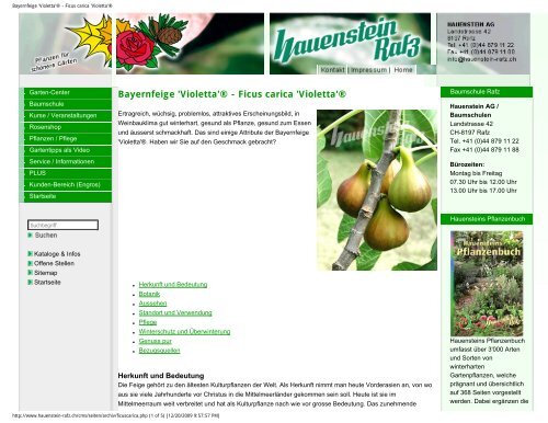Bayernfeige 'Violetta' - Ficus carica 'Violetta' - Figs 4 Fun