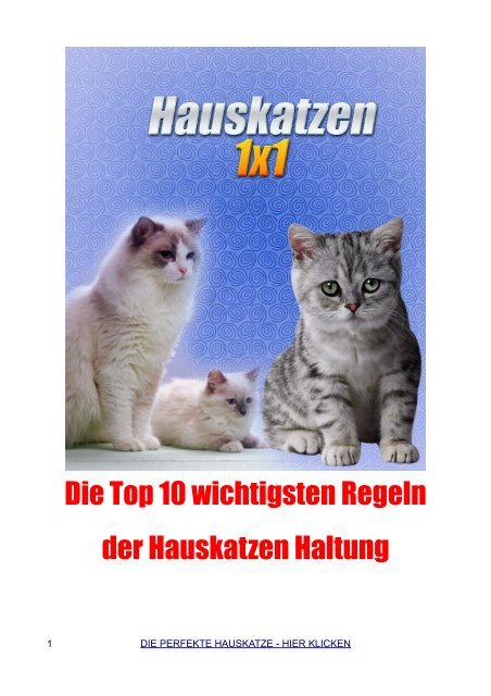 Die Top 10 wichtigsten Regeln der Hauskatzen Haltung