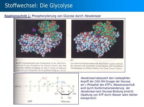 Stoffwechsel: Übersicht