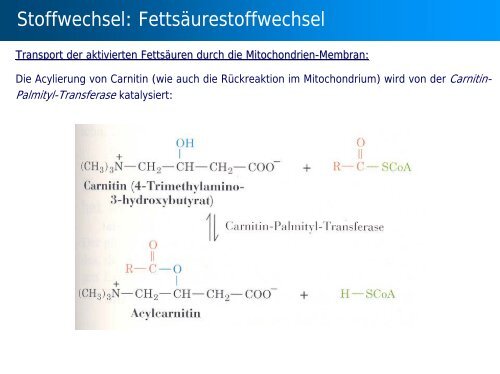 Stoffwechsel: Übersicht