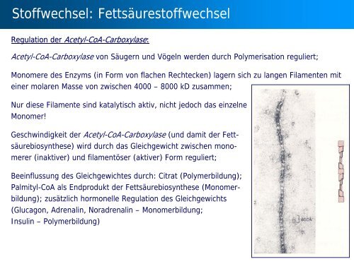 Stoffwechsel: Übersicht