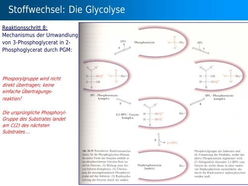 Stoffwechsel: Übersicht