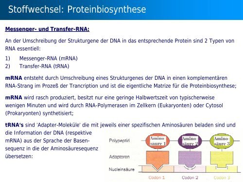 Stoffwechsel: Übersicht